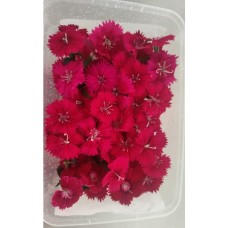 EDIBLE FLOWER - RED DIANTHUS 15GM X PKT