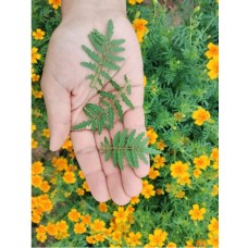 CITRUS GEM LEAF X PKT