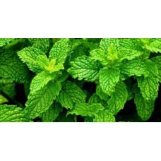 PEPPERMINT LEAVES (KG)